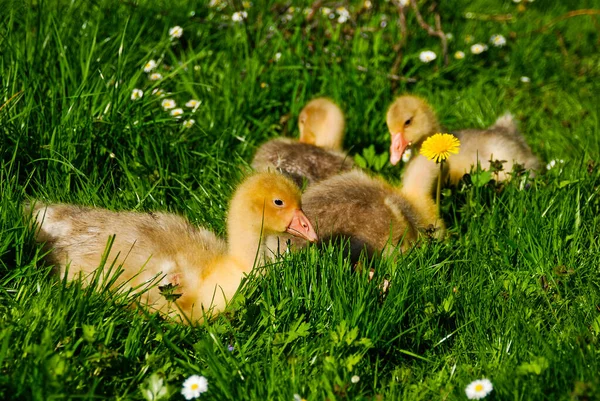 Goslings Domésticos Relajándose Hierba Primavera — Foto de Stock