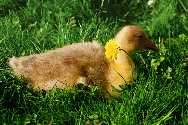 Bebê Gosling Com Flor Dente Leão Jardim Molas — Fotografia de Stock