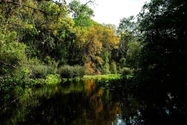 Countryside of the Rock run river in Kelly park Apopka Central Florida