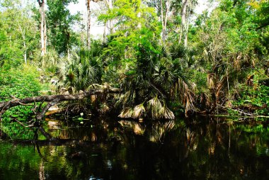 Rivers countryside of the rock run springs in Kelly park Florida