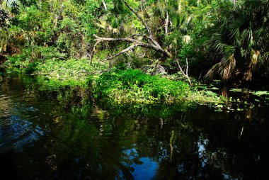 Riverside of the Rock springs run at Kelly Park