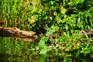 Florida red bellied turtle in Rock springs river at Kelly park