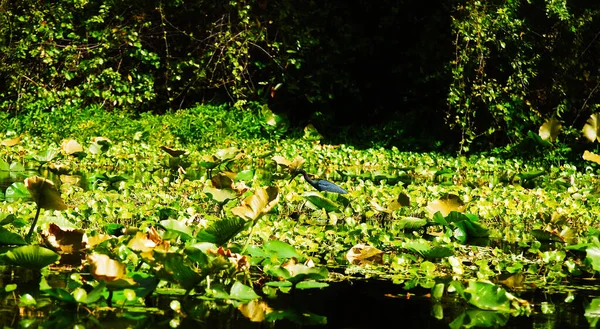 Little Blue Heron Swamps Rock Springs Run — Stock Fotó