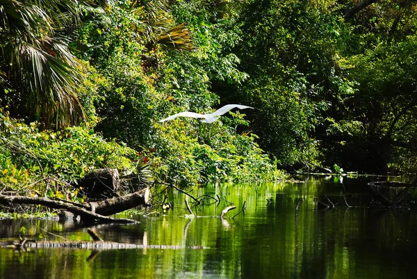 Flying White Great Egret Rock Springs Run River Kelly Park — Foto de Stock
