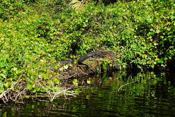 American Alligator Sleeping Riverside Rock Springs Run — Fotografia de Stock