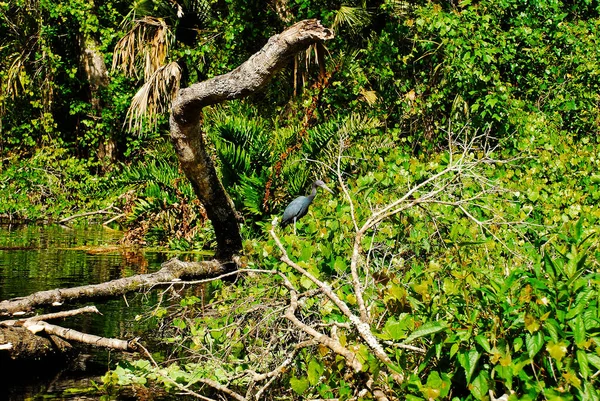 Little Blue Heron Florida Swamps Rock Springs Run — Stok fotoğraf