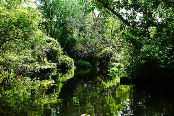Riverside Rock Springs Run Middle Swamps — Stock Fotó