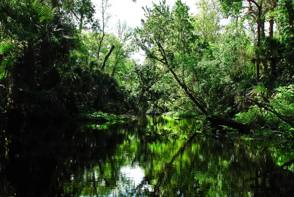 River Rock Springs Run Kelly Park Central Florida Nature — Stockfoto