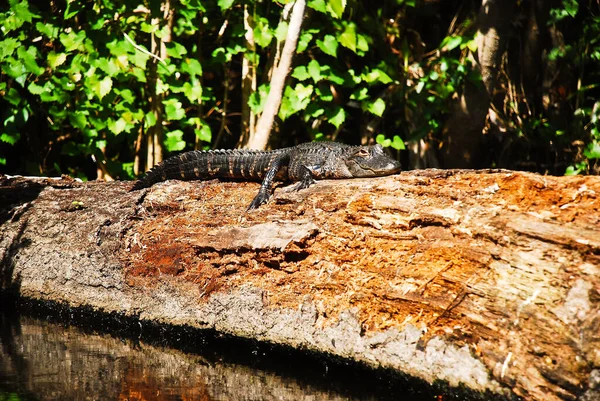 Alligator Baby Run Spring River Kelly Park — Fotografia de Stock