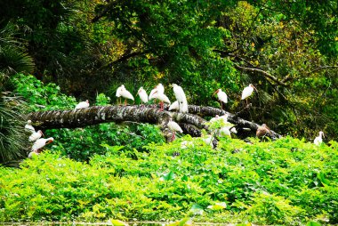 White Ibis in the riversite of the Rock springs Run in Floridas Kelly Park