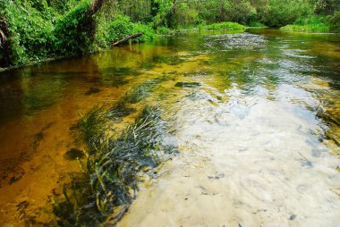 Clear water in the Rock Springs run river to Wekiwa River in the Kelly Park Florida