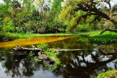 Wonderfull wild riverside nature in the Rock Springs River in the Kelly Park Florida