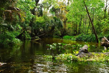 Wild nature of the Rock Springs Run riverside in the Kelly Park Florida