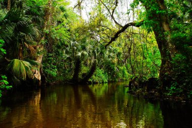 Wild nature riverside of the Rock Springs River in the Kelly Park Florida