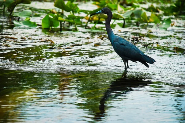 Nagy Kék Heron Rock Springs Folyóban Florida Kelly Parkban — Stock Fotó