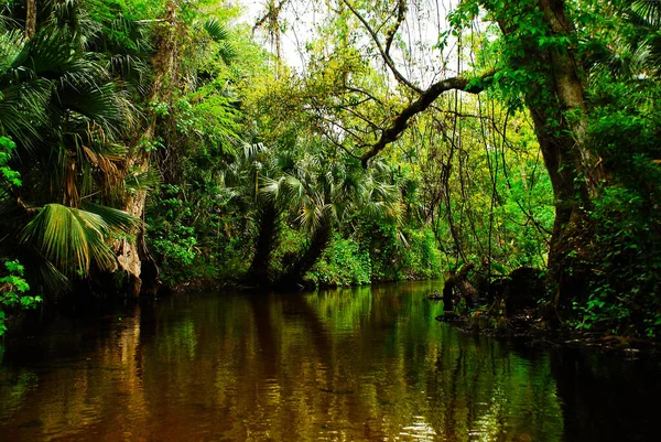 Wild Nature Riverside Rock Springs River Kelly Park Florida — Stock fotografie