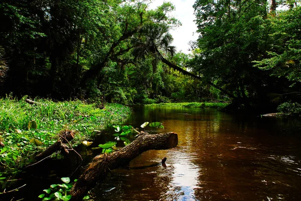 Journey Prehistory Rock Springs River Run Kelly Park Florida — Stock Fotó