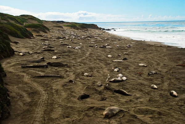 Der Aussichtspunkt Der Elefantenrobben Strand Von Piedra Blancas — Stockfoto