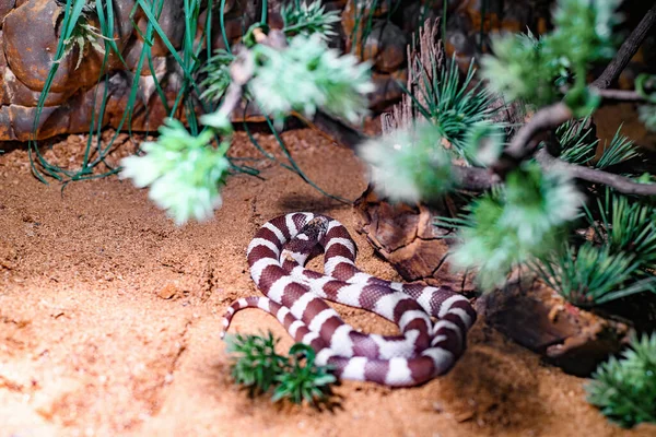 Cobra Listrada Nos Arbustos Aquário Zoológico — Fotografia de Stock