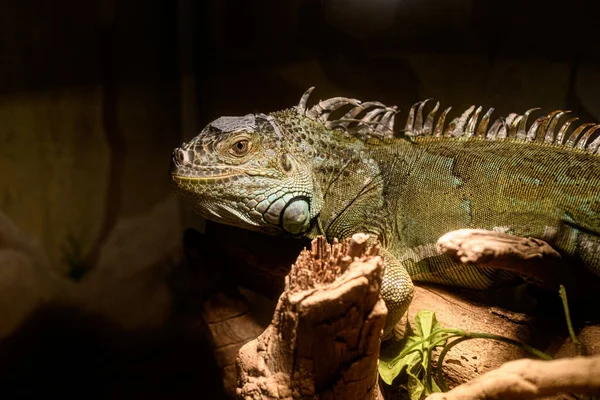 Den Leguan Strækker Halsen Ser Frem Akvariet Zoologisk Have - Stock-foto