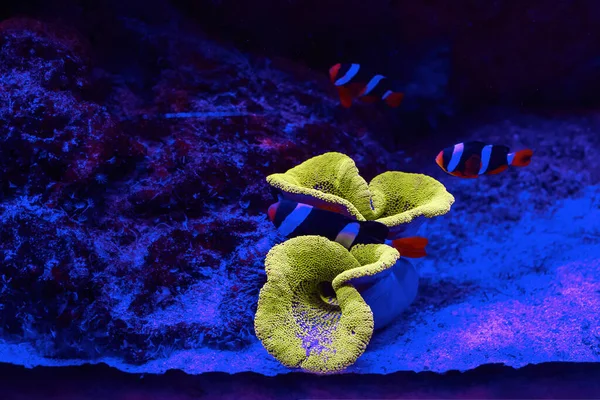 Corais Decorativos Coloridos Mares Tropicais Aquário — Fotografia de Stock