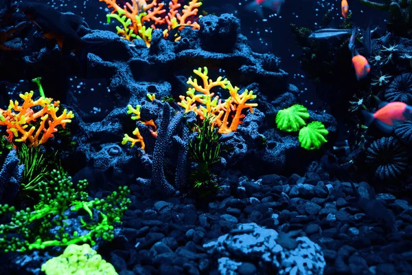 Corais Decorativos Coloridos Mares Tropicais Aquário — Fotografia de Stock