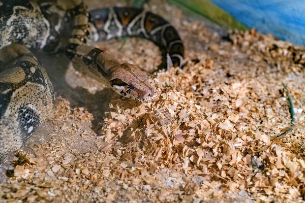Cobras Decorativas Aquário Jardim Zoológico Aquecem Sol — Fotografia de Stock