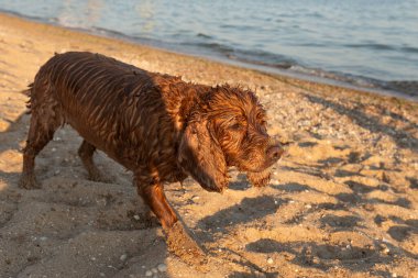 Deniz kıyısında kumsalda yürüyen bir köpek..