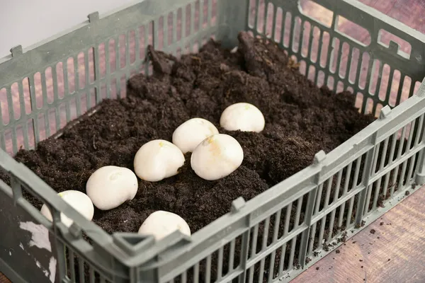 Bulbo Tulipán Holandés Plantado Suelo Negro Para Cultivo Marzo —  Fotos de Stock