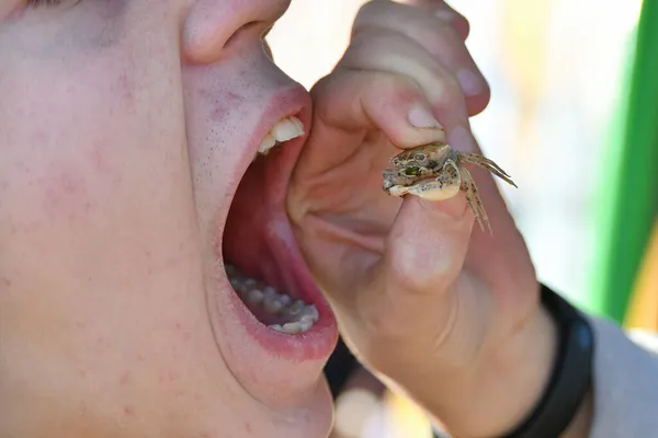Hungry Boy Holds Crab Two Fingers Sends His Mouth — Stock Photo, Image