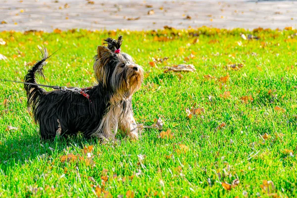 Yorkshire Terrier Walks Lawn Grass Park — Stock Photo, Image