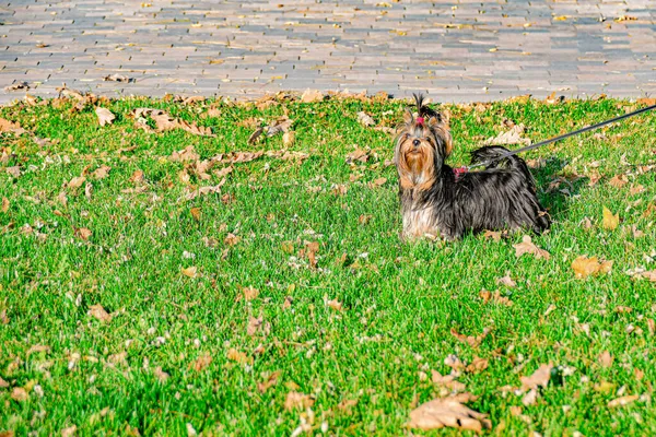 Yorkshire Terrier Spaceruje Parku Smyczy Właścicielem Odwraca Wzrok — Zdjęcie stockowe