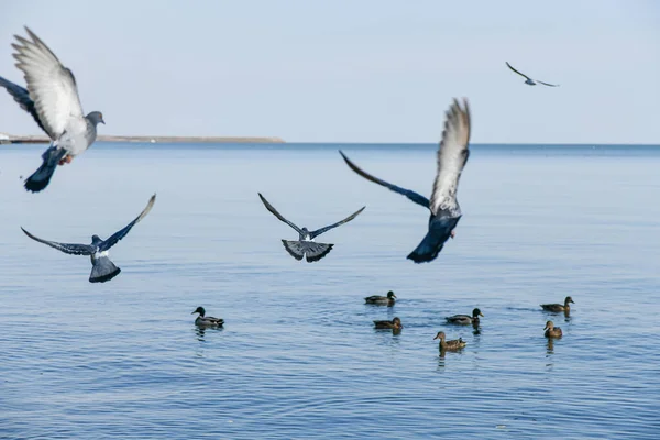 Martılar Yiyecek Yiyecek Aramak Için Suyun Üzerinde Uçar — Stok fotoğraf
