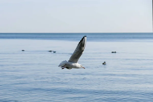 Fildişi Martı Yiyecek Aramak Için Denizin Üzerinde Uçar — Stok fotoğraf