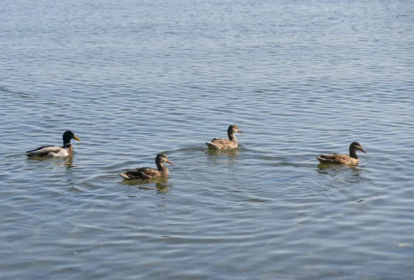 Wild Ducks Flock Water Search Prey Food — Stock Photo, Image