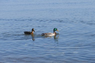 Vahşi ördekler av ve yiyecek aramak için suya akın eder..