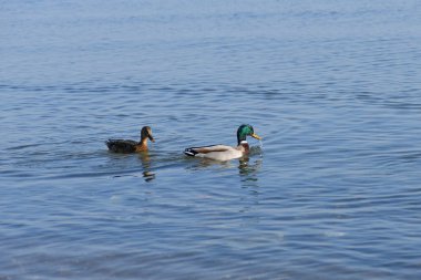 Vahşi ördekler av ve yiyecek aramak için suya akın eder..