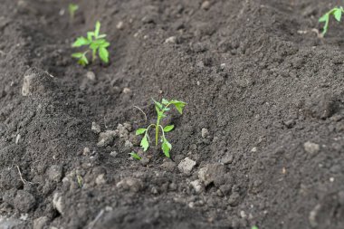 Toprağa ekilmiş küçük domates tohumları..
