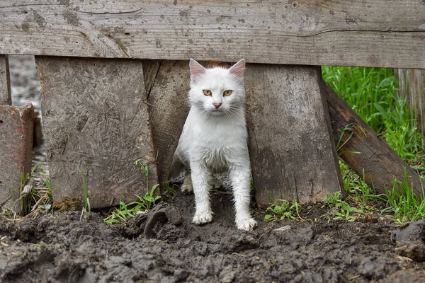 一只洁白的猫站在潮湿的泥土泥里 — 图库照片