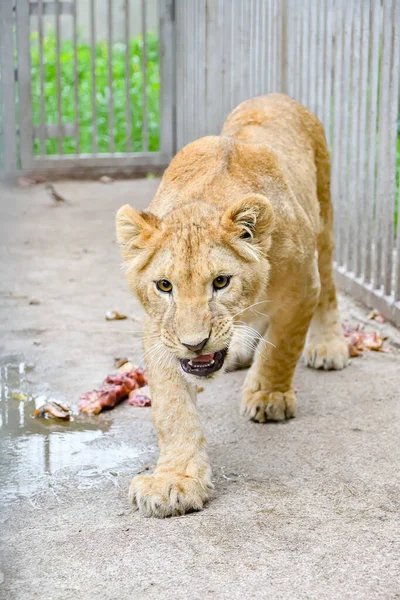 Ένα Μικρό Λιονταράκι Περπατά Γύρω Από Κλουβί Στο Ζωολογικό Κήπο — Φωτογραφία Αρχείου