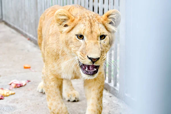 Ένα Μικρό Λιονταράκι Περπατά Γύρω Από Κλουβί Στο Ζωολογικό Κήπο — Φωτογραφία Αρχείου