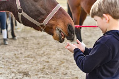 Küçük bir çocuk ellerindeki samanlarla atları besliyor..