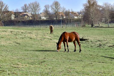 At yeşil bir çayırda otluyor ve ot yiyor..