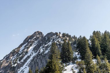 Güzel ve resimli karlı dağlar arka planda, çam ormanı önde..