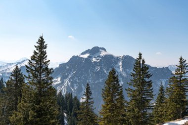 Karlı Alp dağlarının arasındaki çam ormanı.