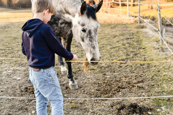 Мальчик Кормит Лошадь Сеном Забором — стоковое фото