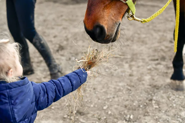 Küçük Bir Kız Ellerindeki Samanlarla Atları Besliyor — Stok fotoğraf