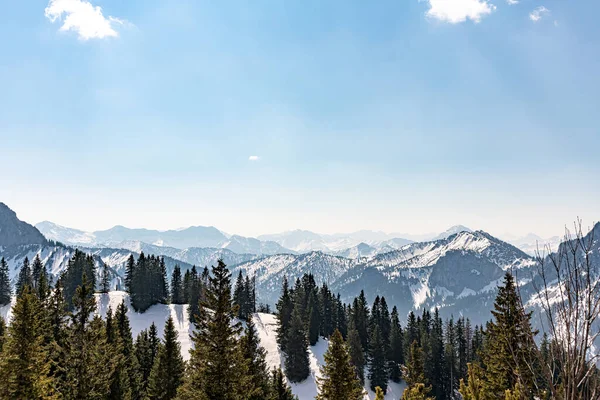 Alp karlı dağlar yeşil çam ağaçları arasında.