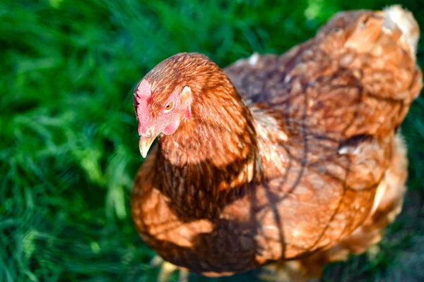 Pollo Marrón Sobre Hierba Verde — Foto de Stock