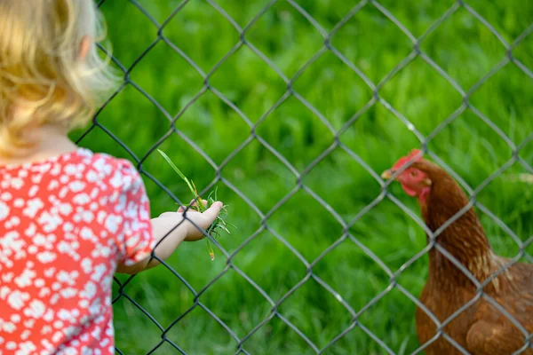 Маленькая Девочка Кормит Курицу Зеленой Травой Через Забор — стоковое фото